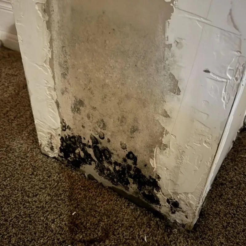 Professional Mold Removal in Somerset County, PA